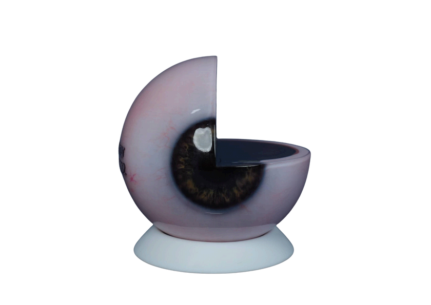 3D-Printed Ocular Anatomical Model (One Quarter Scale).png