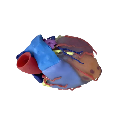 Simulated Heart Model.png