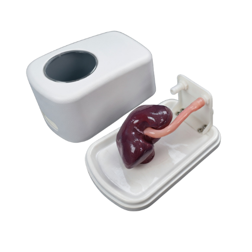Replaceable Kidney Training Model.png