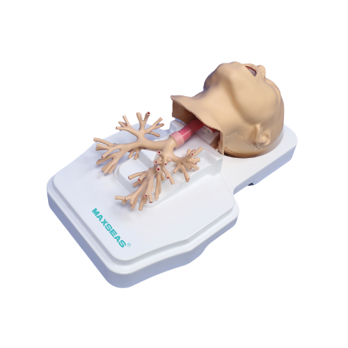 Respiratory Endoscope Training Model.png