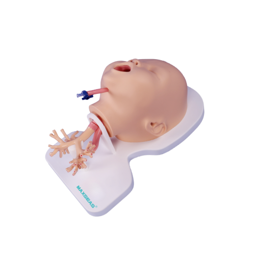 Bronchoscope Simulation Training Model ‒ Pediatric Version.png