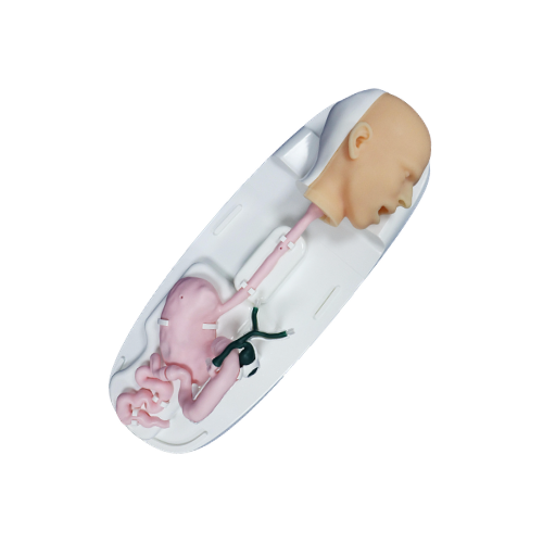 ERCP手术培训模型.png