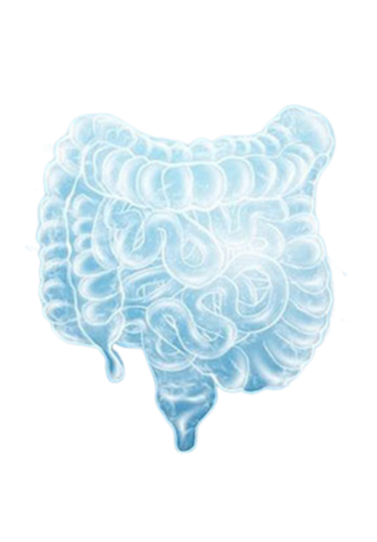 小肠.png 小肠.png