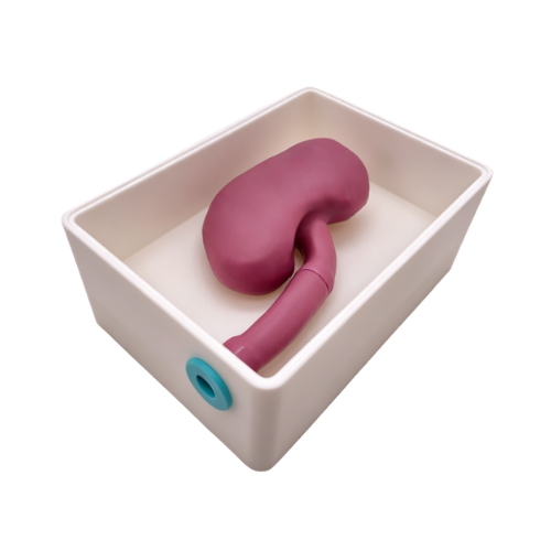 Renal Intervention Training Model Set (Same-color Tube).png