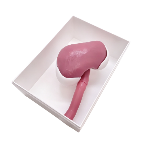 Renal Intervention Training Model Set.png